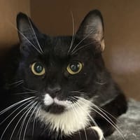Taramis, chatte à adopter