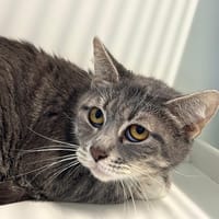 Sucellos, chatte à adopter