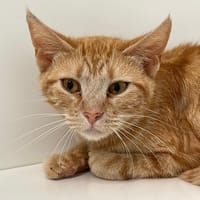 TYMA, chatte à adopter