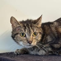 Dunisia, chatte à adopter