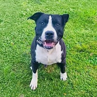 Titi caa15443, chien à adopter