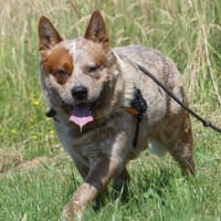 Whisky, chien à adopter