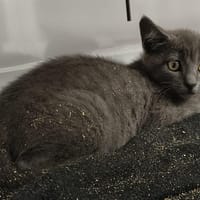 TINO, chatte à adopter