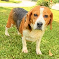 Power CAA15432, chienne à adopter