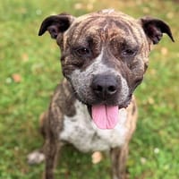 Jazz CAA15484, chienne à adopter
