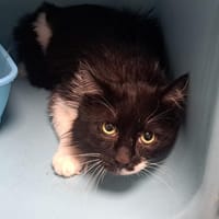 PLUTON, chat à adopter