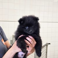 BARBOUILLE HAA24778, chien à adopter