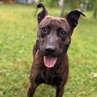 Samba CAA15483, chienne à adopter