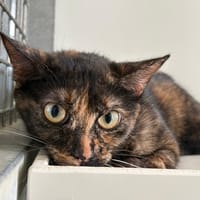 Adele, chatte à adopter