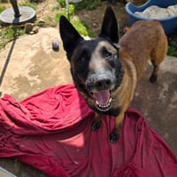 P'Indiana, chien à adopter