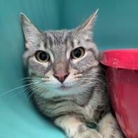 REBLOCHON, chat à adopter