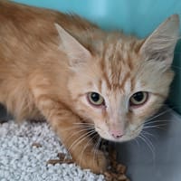 COMTE, chat à adopter