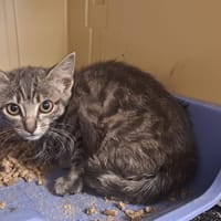 NAANGE, chatte à adopter