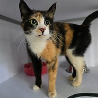 Vagabonde (en cours d'adoption), chatte à adopter
