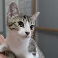 NYX, chatte à adopter