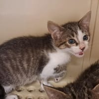 AHAY, chatte à adopter