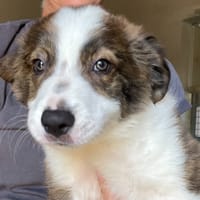 Socrate, chien à adopter