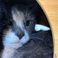 Luchta, chatte à adopter