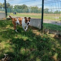 SUN QCN, chien à adopter