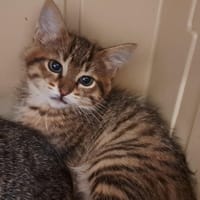 KUMBI, chatte à adopter