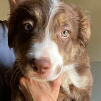 Sydney, chienne à adopter