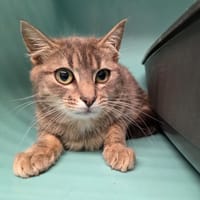 Andalouse, chatte à adopter