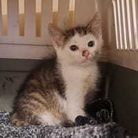 AURINKO, chat à adopter