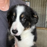 Sirius, chien à adopter