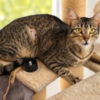 Eolia, chatte à adopter