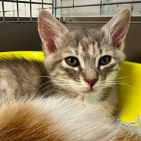 Elfie [Chaton], chatte à adopter