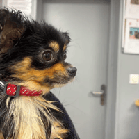 vibelle, chienne à adopter