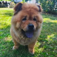 Charlotte CAA15455, chienne à adopter