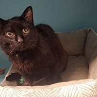 MARS, chat à adopter