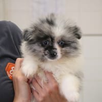 BARBADUR HAA24777, chien à adopter