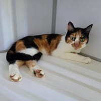 Gitane, chatte à adopter