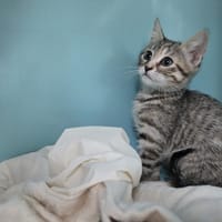 GUESS, chatte à adopter