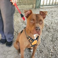 Nala, chienne à adopter