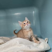 FENDI, chat à adopter