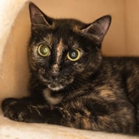 Gribouille, chatte à adopter