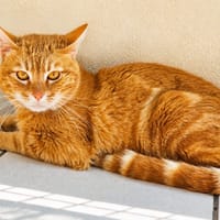 Bambou, chat à adopter