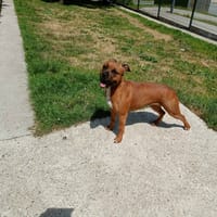 VENUS QCN, chienne à adopter
