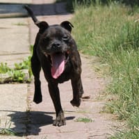 Oprat, chienne à adopter