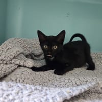 PRADA, chatte à adopter