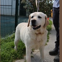 PAPEETE HAA24774, chienne à adopter