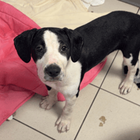 BLACKA, chienne à adopter
