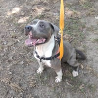 Sony, chien à adopter