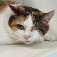 Lissa, chatte à adopter