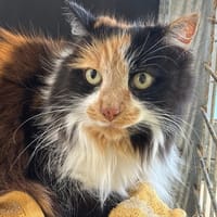 Joly, chatte à adopter
