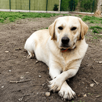 TIFUS PAA24226, chien à adopter