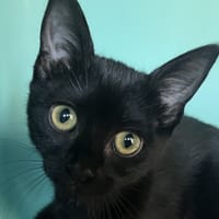 NOVA C, chatte à adopter